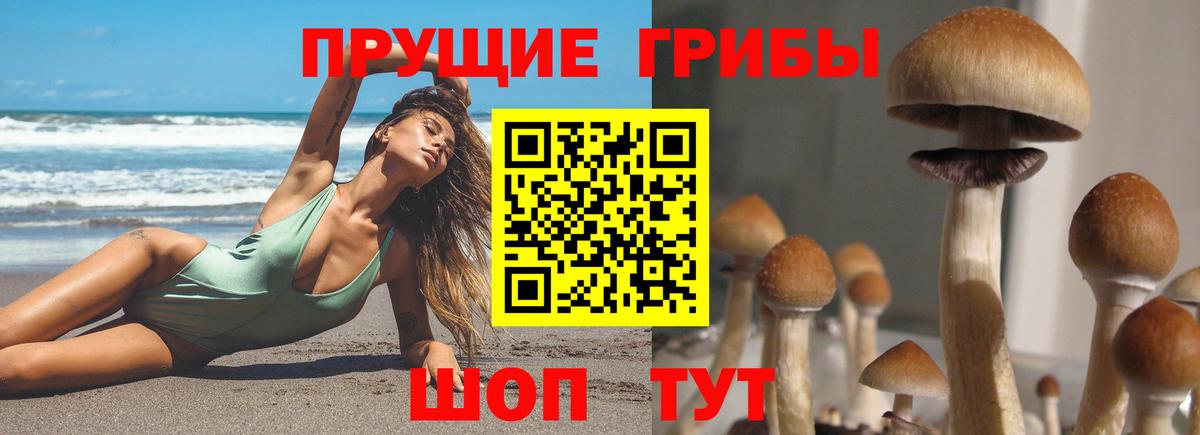 Ярославль  Галлюциногенные грибы Psilocybe  Вход с VPN 